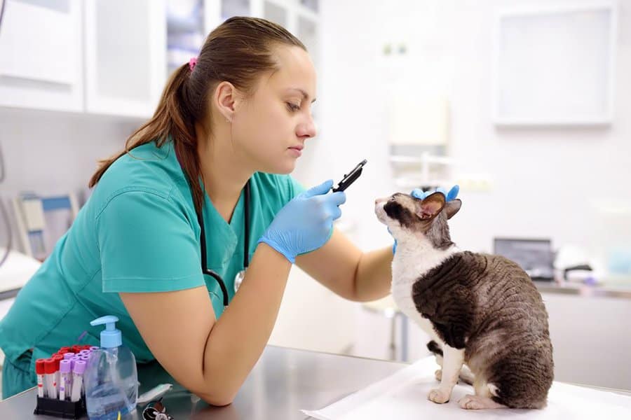 8 Essential Traits You Need To Thrive As A Veterinary Nurse or Assistant -  International Career Institute UK
